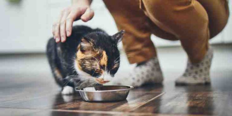 Comment faire pour empêcher mon chat d'aller chez le voisin ?