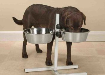 Comment empêcher les fourmis d'aller à la gamelle du chat ?