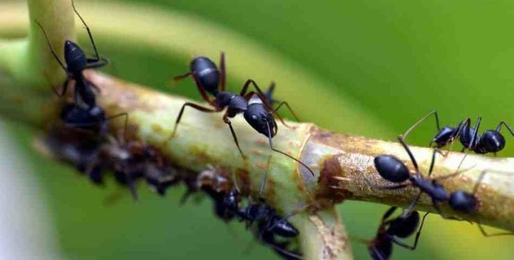 Quel est le produit le plus efficace contre les fourmis ?