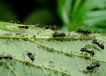 Comment se débarrasser des fourmis sur mon terrain ?