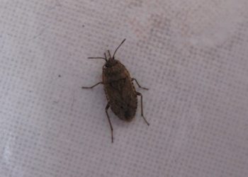 Pourquoi j'ai des insectes dans ma maison ?