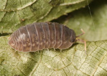 Comment se débarrasser des insectes qui mange le bois ?
