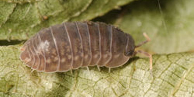 Comment se débarrasser des insectes qui mange le bois ?