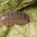 Comment se débarrasser des insectes qui mange le bois ?