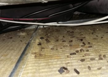 Comment faire fuir un rongeur dans les combles ?