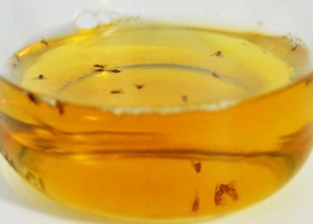 Pourquoi j'ai plein de mouches chez moi ?