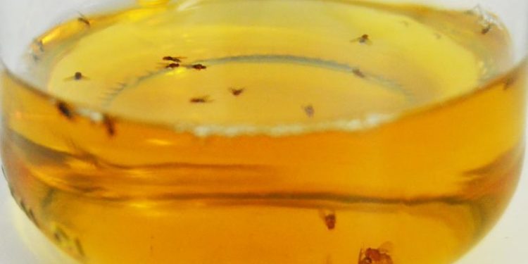 Pourquoi j'ai plein de mouches chez moi ?