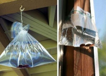 Comment faire fuir les mouches à l'extérieur ?