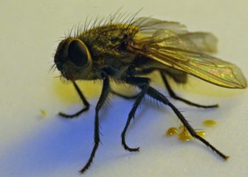Pourquoi les mouches meurent dans la maison ?