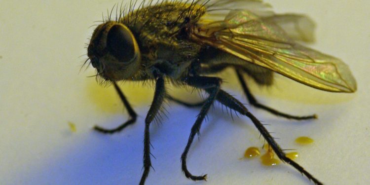 Pourquoi les mouches meurent dans la maison ?