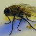 Pourquoi les mouches meurent dans la maison ?