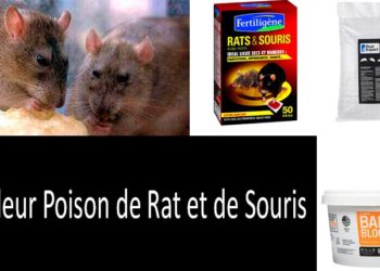 Quel poison pour les rats ?