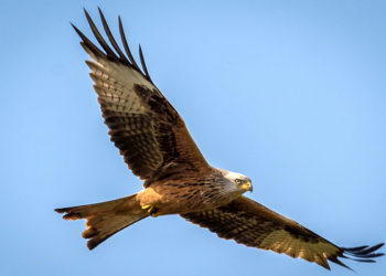 Qu'est-ce qui tue les oiseaux ?