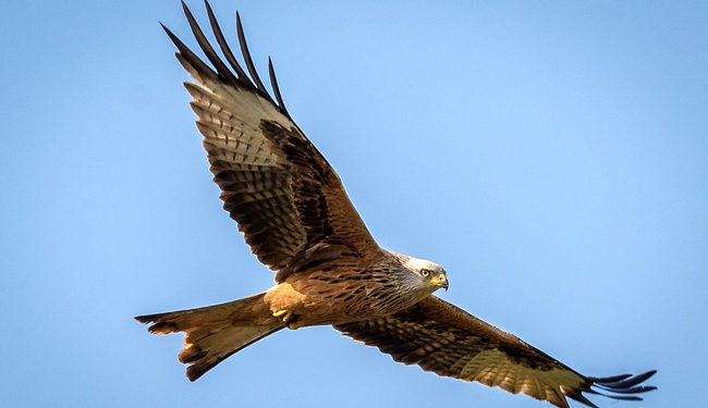 Qu'est-ce qui tue les oiseaux ?