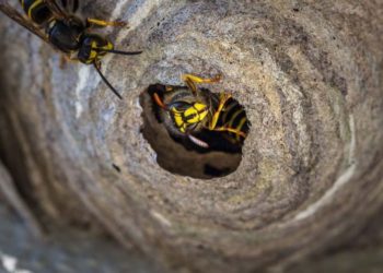 Comment se débarrasser d'un nid de pigeon ?