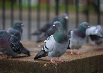 Comment traiter des pigeons ?