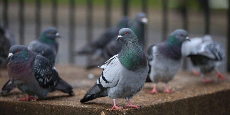 Comment traiter des pigeons ?