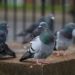 Comment traiter des pigeons ?