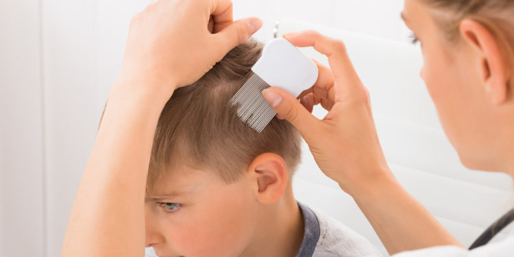 Comment se débarrasser des poux des oiseaux ?