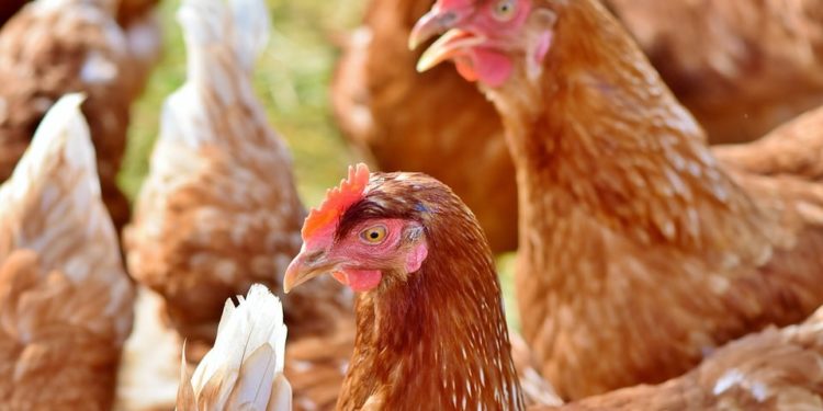 Comment se débarrasser des poux de poules sur soi ?