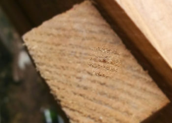 Pourquoi j'ai des poux dans mon poulailler ?