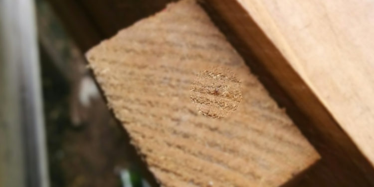 Pourquoi j'ai des poux dans mon poulailler ?