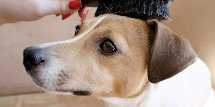 Quel est l antiparasitaire le mieux pour chien ?