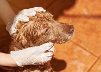 Comment tuer les puces avec du citron ?