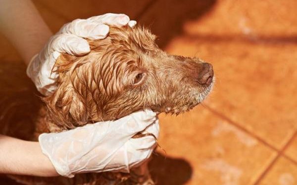 Comment tuer les puces avec du citron ?