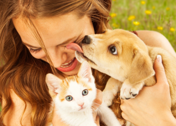 Comment lutter contre les puces de chien ?