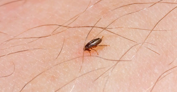 Est-ce que les puces restent sur l'homme ?