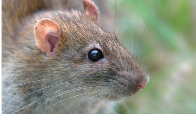 Quel animal fait fuir les rats ?
