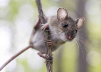 Qu'est-ce qui attire les rats dans un jardin ?