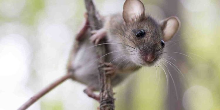 Qu'est-ce qui attire les rats dans un jardin ?