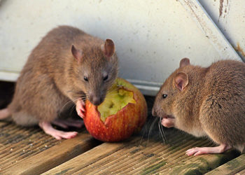 Quel est le meilleur appât pour les rats ?