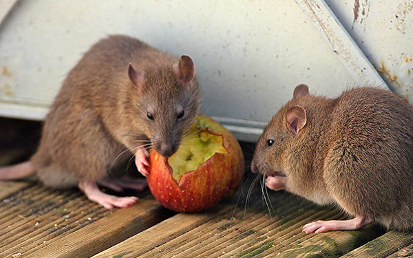 Quel est le meilleur appât pour les rats ?