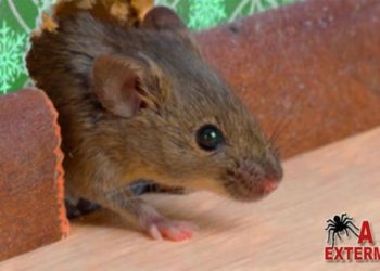 Pourquoi j'ai des souris chez moi ?