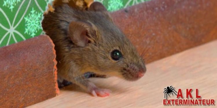 Pourquoi j'ai des souris chez moi ?