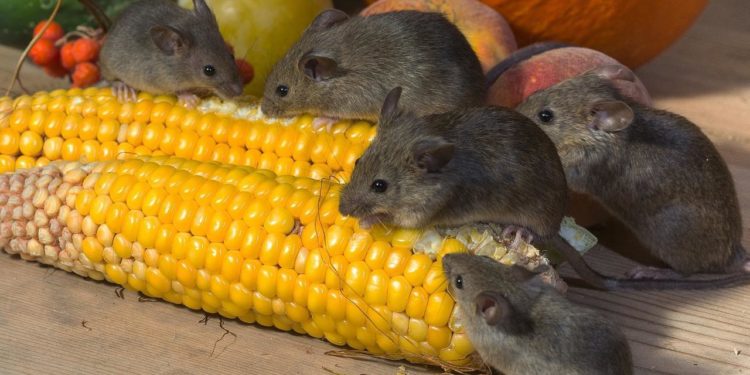 Comment chasser les souris dans la maison ?