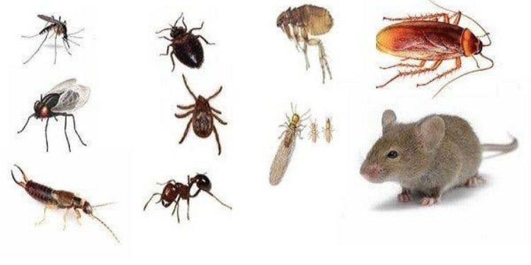 Quels insectes dans la maison ?