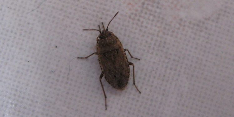 Pourquoi j'ai des insectes dans ma maison ?