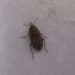 Pourquoi j'ai des insectes dans ma maison ?