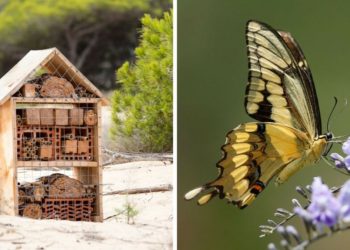 Pourquoi les insectes rentrent dans les maisons ?