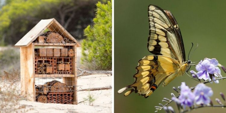 Pourquoi les insectes rentrent dans les maisons ?