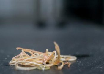 Comment enlever les vers des chats naturellement ?