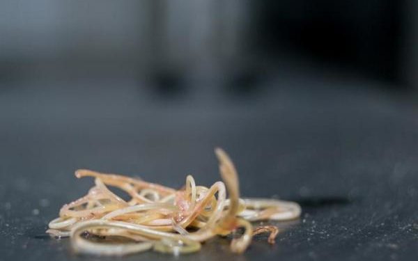 Comment enlever les vers des chats naturellement ?