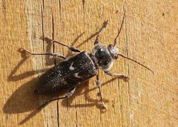 Comment reconnaître le capricorne des maisons ?