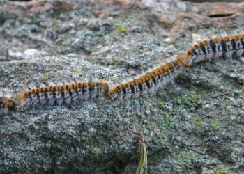 Comment soigner une allergie aux chenilles processionnaires ?