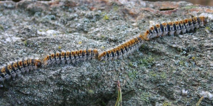 Comment soigner une allergie aux chenilles processionnaires ?