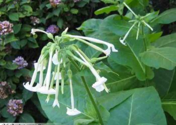 Quelle odeur repousse les taons ?